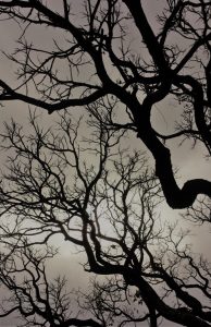 Debs: A tree with trunks and branches can be seen against a cloudy grey sky